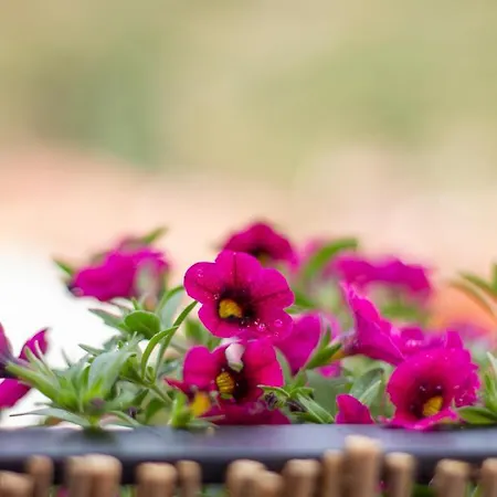 Casa rural Salvia *