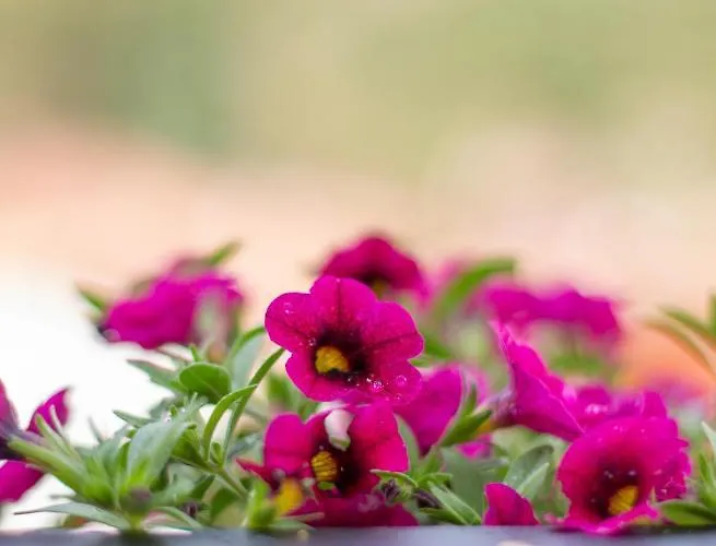 Lantställe Salvia *